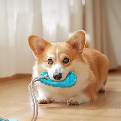 Jouet pour chien à Ventouse